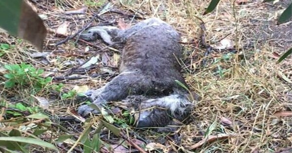 Οργή στην Αυστραλία: Νεκρά και τραυματισμένα κοάλα που λιμοκτονούν - Τα σκότωσαν μπουλντόζες σε φυτεία