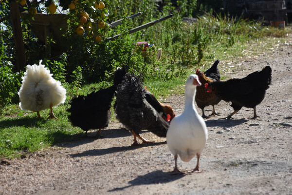 To κίνημα του cage free έφτασε και στην Ελλάδα - Πώς ανταποκρίνονται καταστήματα και ξενοδοχεία