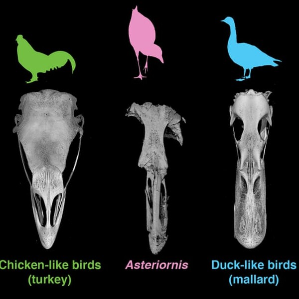 «Κοτόπουλο-θαύμα»: Απολίθωμα 67 εκατ. χρόνων «ξεκλειδώνει» τα μυστικά της εξέλιξης των πτηνών