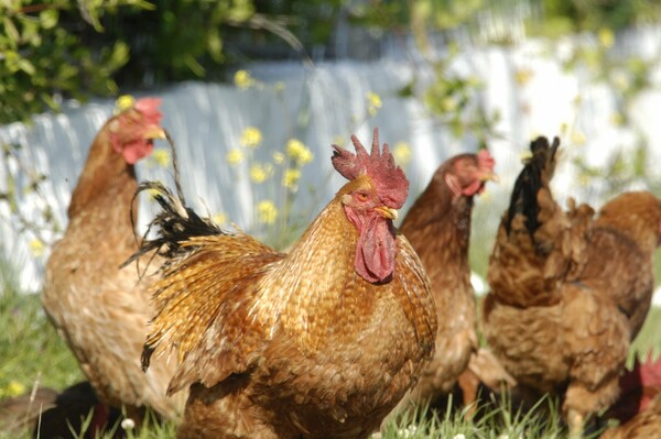 Επιστήμονες ρίχνουν «φως» στην προέλευση του κοτόπουλου- Ποιος ήταν ο «πρόγονός» του