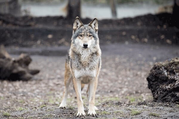 Ο μοναχικός λύκος του Βελγίου ίσως βρήκε ταίρι - Η σύντροφός του είχε σκοτωθεί