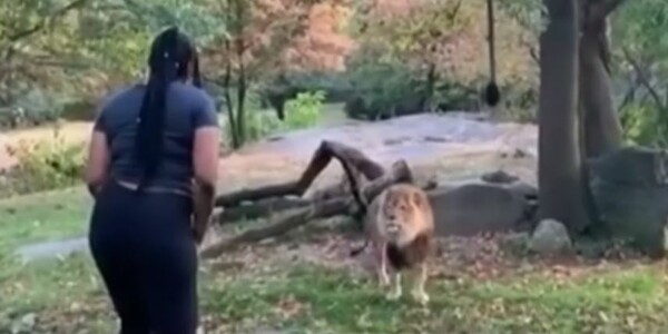Γυναίκα πλησίασε λιοντάρια παραβιάζοντας τους κανόνες ασφαλείας σε ζωολογικό κήπο στη Νέα Υόρκη