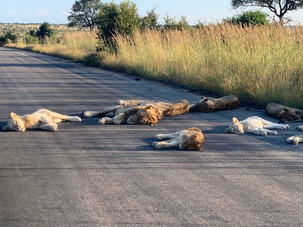 Κορωνοϊός: Λιοντάρια κοιμούνται στο δρόμο - Εν μέσω lockdown στη Νότια Αφρική