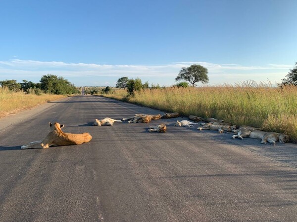 Κορωνοϊός: Λιοντάρια κοιμούνται στο δρόμο - Εν μέσω lockdown στη Νότια Αφρική