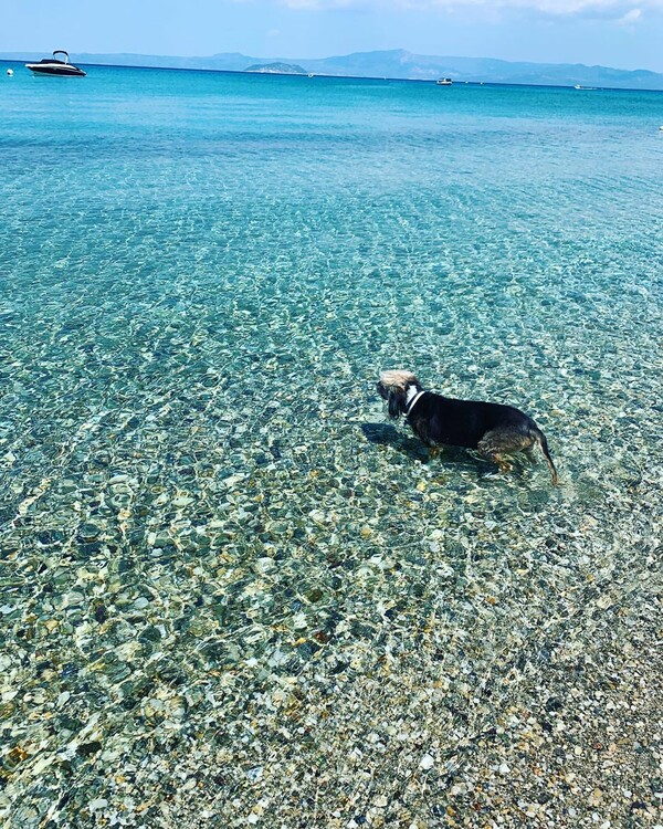 10 νέες φωτογραφίες απ' τα τέλεια ζώα των αναγνωστών μας #385