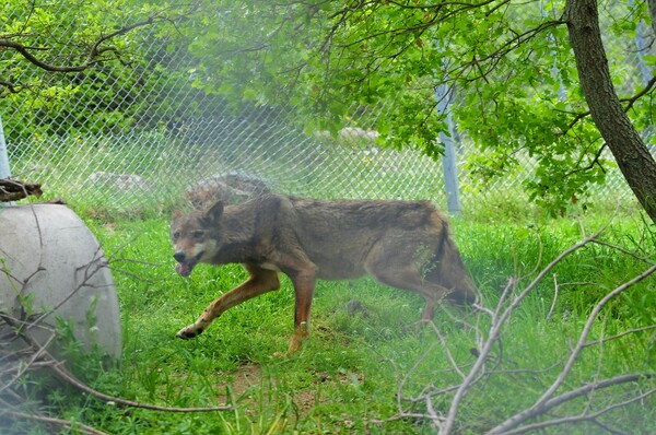 Αρκτούρος: Η Ελισάβετ δεν θα επιστρέψει στο δάσος- Ο θηλυκός λύκος που κρεμάστηκε σε καγκελόπορτα