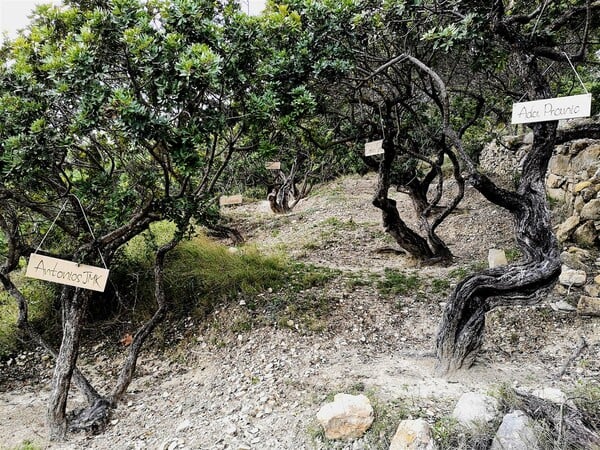 Θα υιοθετήσεις ένα μαστιχόδεντρο;