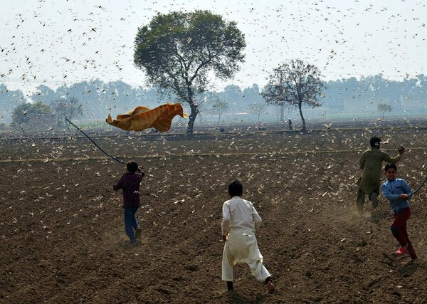 Οι ακρίδες καταβροχθίζουν καλλιέργειες και τρόφιμα στο Πακιστάν