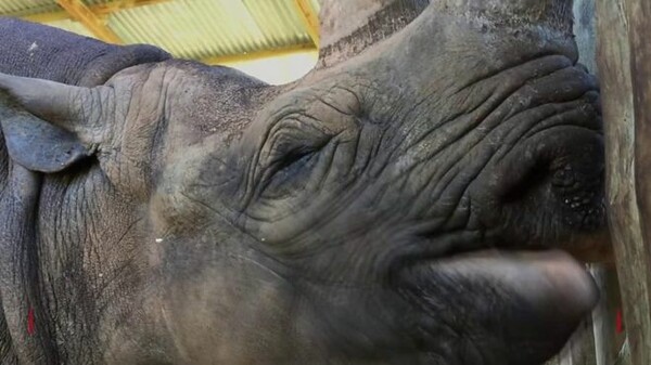 Πέθανε η Fausta, ο γηραιότερος ρινόκερος του κόσμου