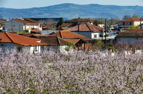 Οι ανθισμένες ροδακινιές της Ημαθίας: μια εικόνα αισιοδοξίας