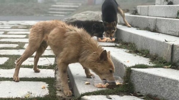 Κοροναϊός: Σκύλοι και γάτες λιμοκτονούν - Αγωνία και για τα ζώα που εγκαταλείφθηκαν στη Κίνα
