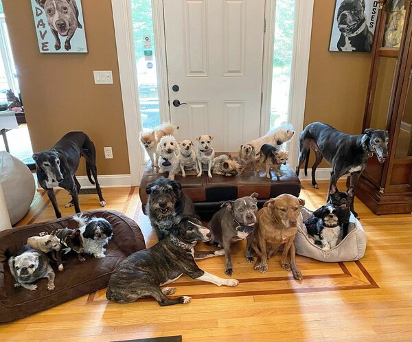 Δαπάνησαν 55.000 δολ. ώστε να κάνουν το σπίτι τους «παράδεισο» για 20 ηλικιωμένα σκυλιά
