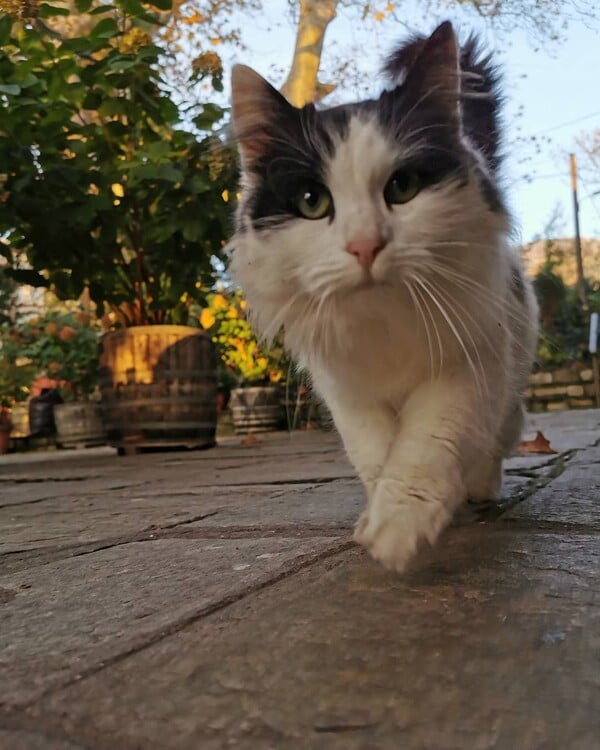 10 νέες φωτογραφίες απ' τα τέλεια ζώα των αναγνωστών μας #175