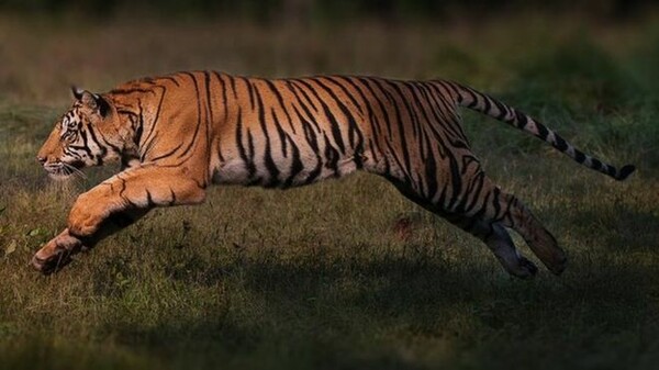 WWF: Ο αριθμός των τίγρεων αυξάνεται - «Θεαματική επαναφορά» για το υπό απειλή είδος