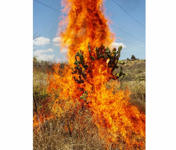 Σεξ, άγιοι και φίδια: ο φωτογράφος Pieter Hugo στο Μεξικό