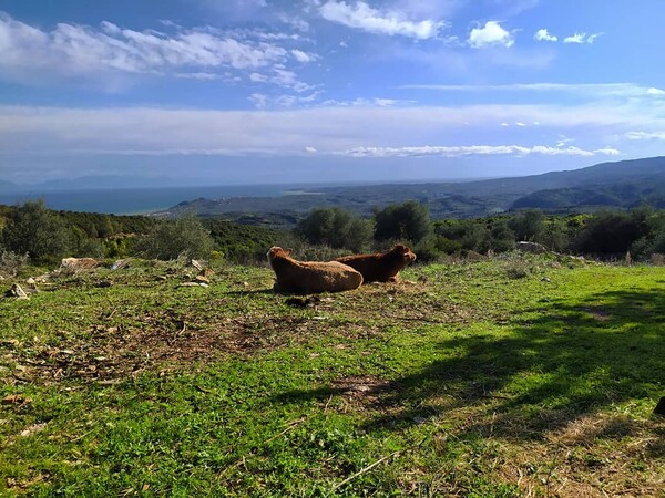 10 νέες φωτογραφίες απ' τα τέλεια ζώα των αναγνωστών μας #195