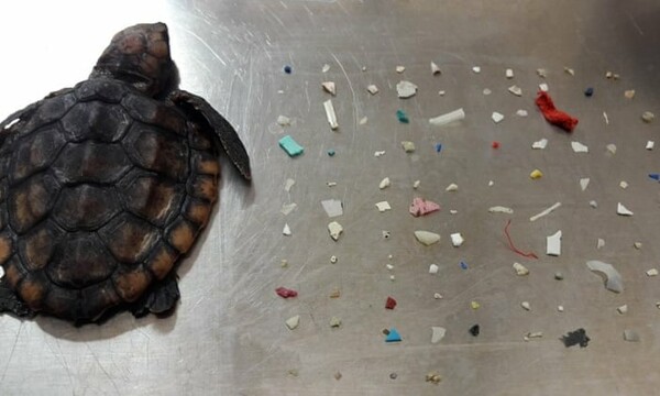 Αυτή η νεκρή χελώνα είχε στο στομάχι της 104 κομμάτια πλαστικό