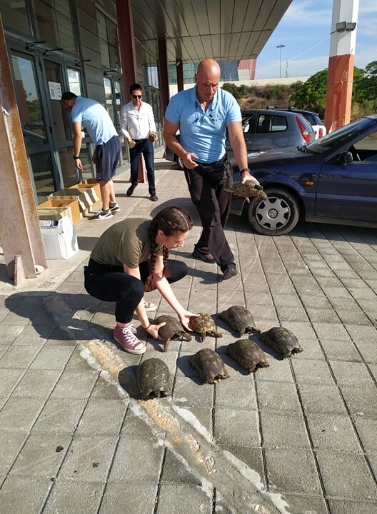 Αλεπούδες, πουλιά, γάτες και χελώνες- Εκατοντάδες «κάτοικοι» του Ελληνικού που πρέπει να φύγουν