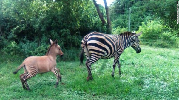 Σπάνιο μωρό zonkey - Ζέβρα ζευγάρωσε με γάιδαρο