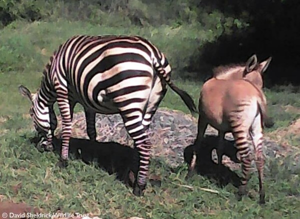 Σπάνιο μωρό zonkey - Ζέβρα ζευγάρωσε με γάιδαρο