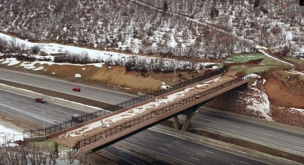 Έφτιαξαν γέφυρα πάνω από αυτοκινητόδρομο για αποκλειστική χρήση από άγρια ζώα