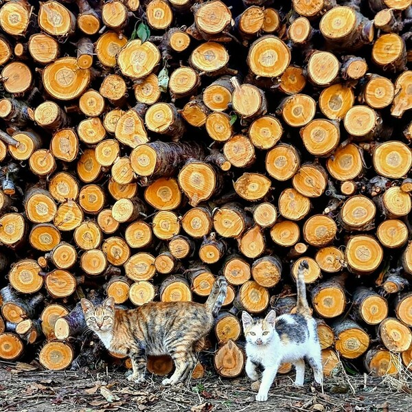 10 νέες φωτογραφίες απ' τα τέλεια ζώα των αναγνωστών μας #485