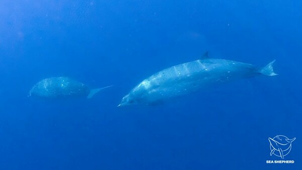 Επιστήμονες πιστεύουν ότι ανακάλυψαν νέο είδος φάλαινας, στο Μεξικό