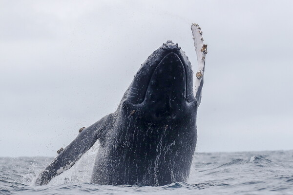 Οι φάλαινες αντιμετωπίζουν «πραγματικό και άμεσο» κίνδυνο εξαφάνισης - Ηχηρή επιστολή από εκατοντάδες ειδικούς
