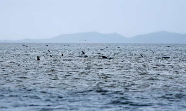 Νέα Ζηλανδία: Περίπου 100 φάλαινες πέθαναν αφού εξώκειλαν στα απομονωμένα νησιά Κάθαμ