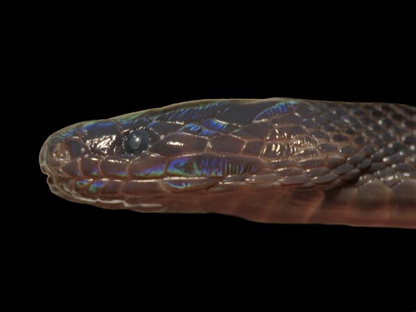 Επιστήμονες ανακάλυψαν ιριδίζον φίδι στο Βιετνάμ