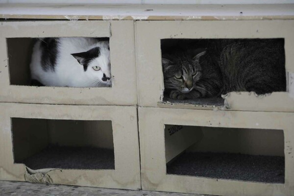 Άνδρας ζούσε με 110 γάτες σε διαμέρισμα στην Ισπανία