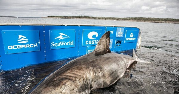 Καναδάς: Ερευνητές βρήκαν την «Βασίλισσα των Ωκεανών», έναν τεράστιο λευκό καρχαρία