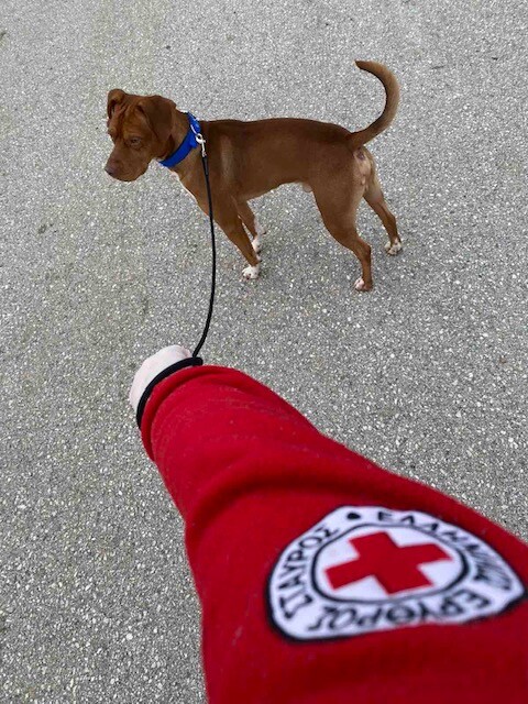 Ερυθρός Σταυρός: Εθελοντές βγάζουν το κατοικίδιό σας βόλτα αν είστε σε καραντίνα ή ανήκετε σε ευπαθή ομάδα