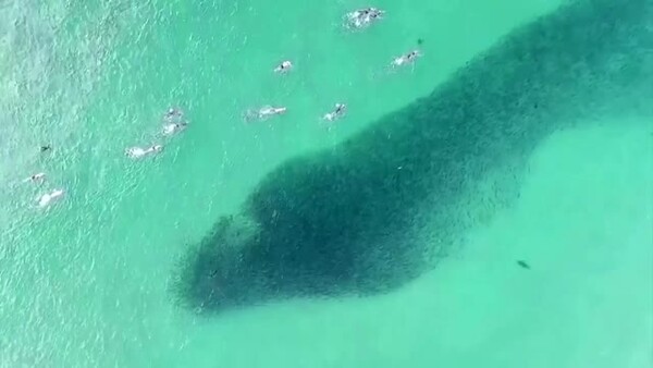 Κολυμπούσαν πάνω από καρχαρίες που κυνηγούσαν - Βίντεο κατέγραψε την τρομακτική στιγμή