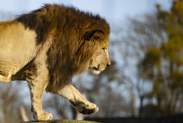 Ερευνητής αντιμετώπισε λιοντάρι με «όπλο» ένα sleeping bag- Πώς τον έσωσαν οι συνάδελφοί του