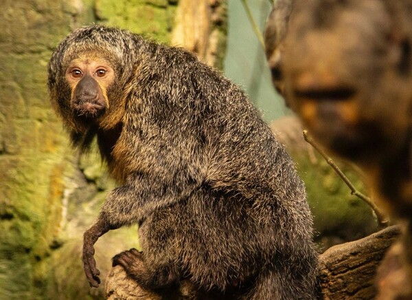Μαϊμούδες έδειξαν να προτιμούν ήχους της πόλης και όχι της φύσης- Το πείραμα σε ζωολογικό κήπο