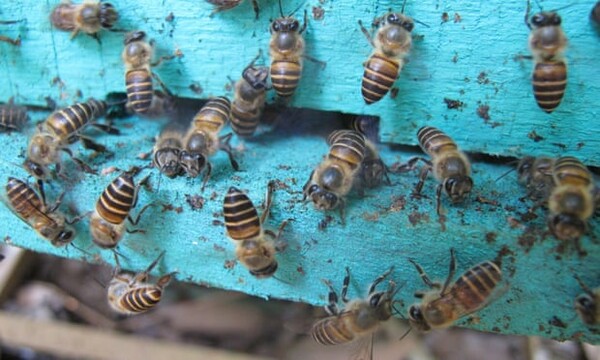 «Εκπληκτική άμυνα:» Mέλισσες χρησιμοποιούν περιττώματα ζώων για να προστατευθούν από τις σφήκες δολοφόνους