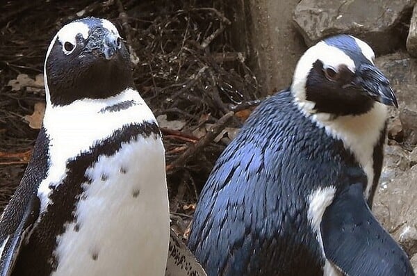 Ζευγάρι αρσενικών πιγκουίνων έκλεψε την φωλιά ενός ζεύγους θηλυκών - Προσπαθούν να γίνουν γονείς