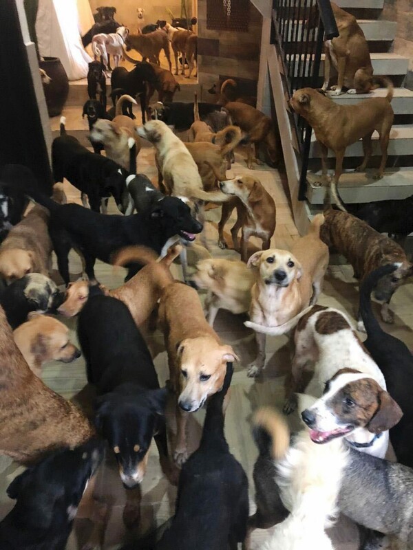 O Ρικάρντο έβαλε στο σπίτι του 300 σκυλιά για να τα σώσει από τυφώνα