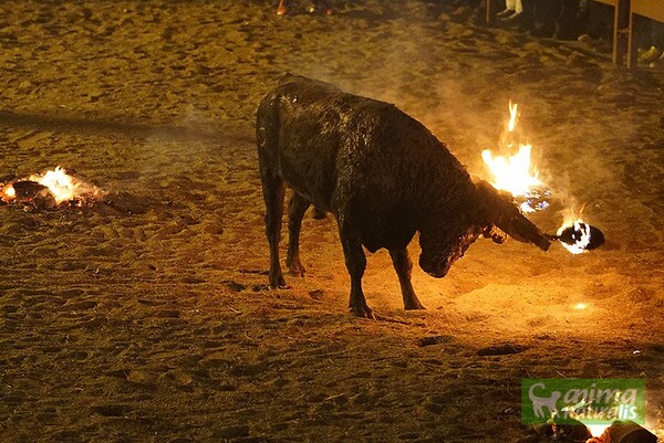 Τρομοκρατημένος ταύρος με φλεγόμενα ξύλα στα κέρατά του σε φεστιβάλ της Ισπανίας (ΣΚΛΗΡΕΣ ΕΙΚΟΝΕΣ)