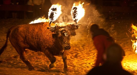 Τρομοκρατημένος ταύρος με φλεγόμενα ξύλα στα κέρατά του σε φεστιβάλ της Ισπανίας (ΣΚΛΗΡΕΣ ΕΙΚΟΝΕΣ)