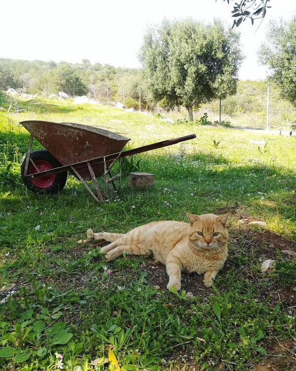 10 νέες φωτογραφίες απ' τα τέλεια ζώα των αναγνωστών μας #519