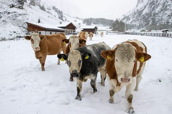 O πρώτος ξαφνικός χειμώνας: Χιόνισε πρόωρα σε περιοχές της Ελβετίας, της Αυστρίας και της Γερμανίας
