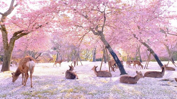 deers japan