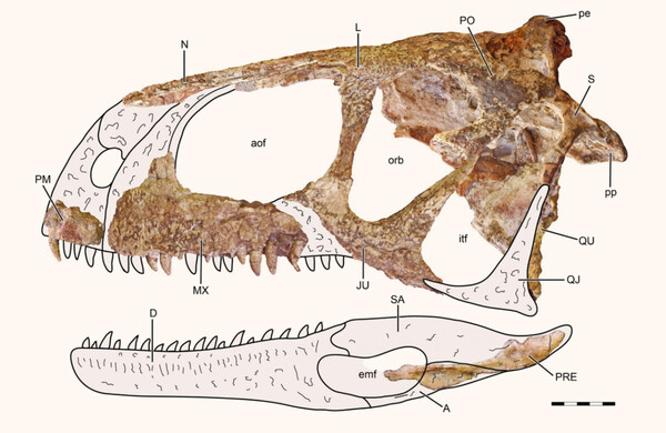 Εικόνα: Gianechini et al