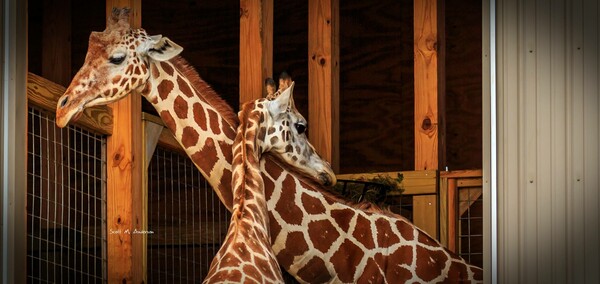 April the giraffe, who went viral with 2017 birth, is dead