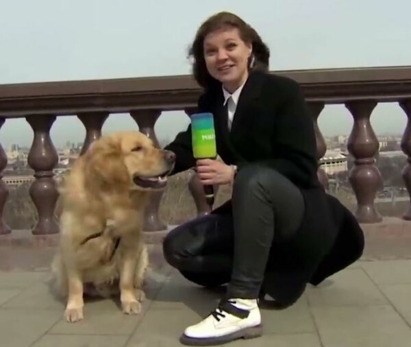 Σκύλος άρπαξε μικρόφωνο από ρεπόρτερ κι άρχισε να τρέχει - Το αστείο απρόοπτο σε ζωντανή σύνδεση