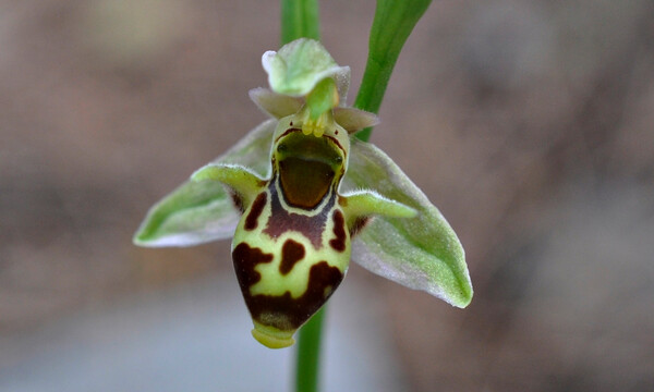 Ophrys leptomera
