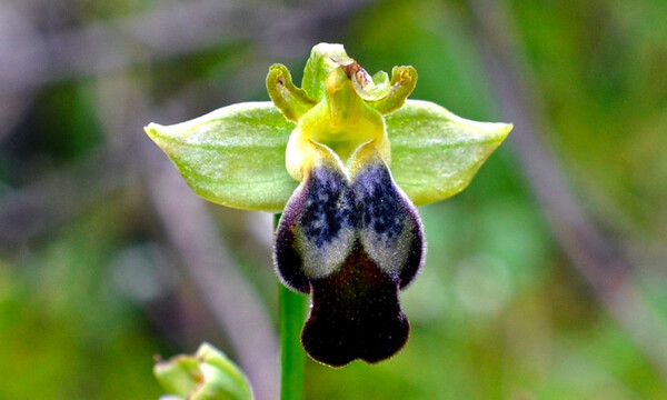 Ophrys fusca subsp fusca