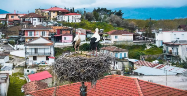 Λαμία: Οι πελαργοί επέστρεψαν στις φωλιές τους - Βίντεο